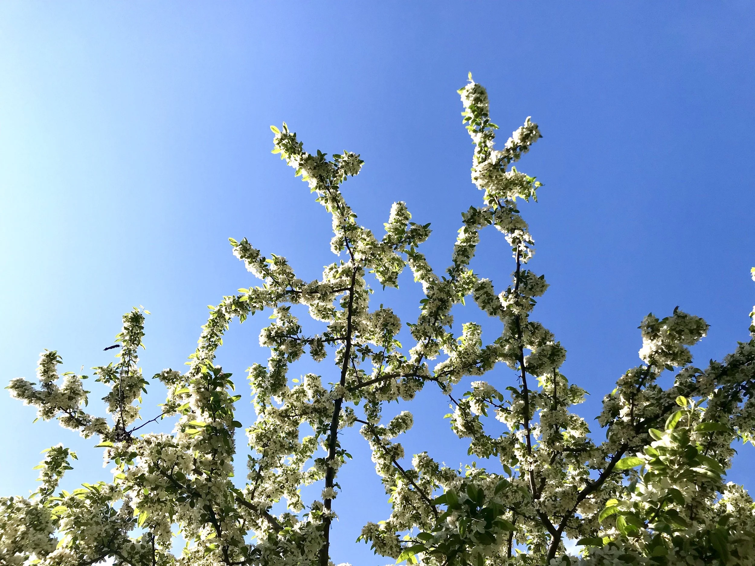 lovesick for Vancouver cherry blossoms, I chase the spring at Brooklyn Botanic Gardens