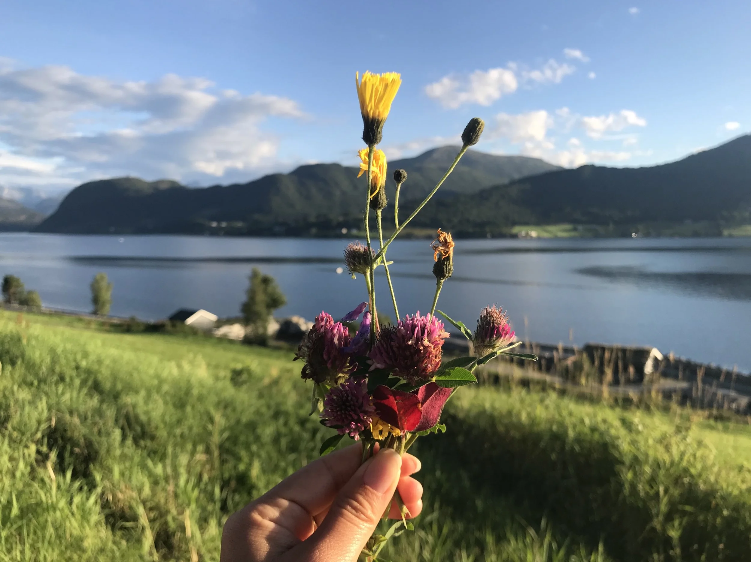 I pick wildflowers during one of my evening runs in Norway
