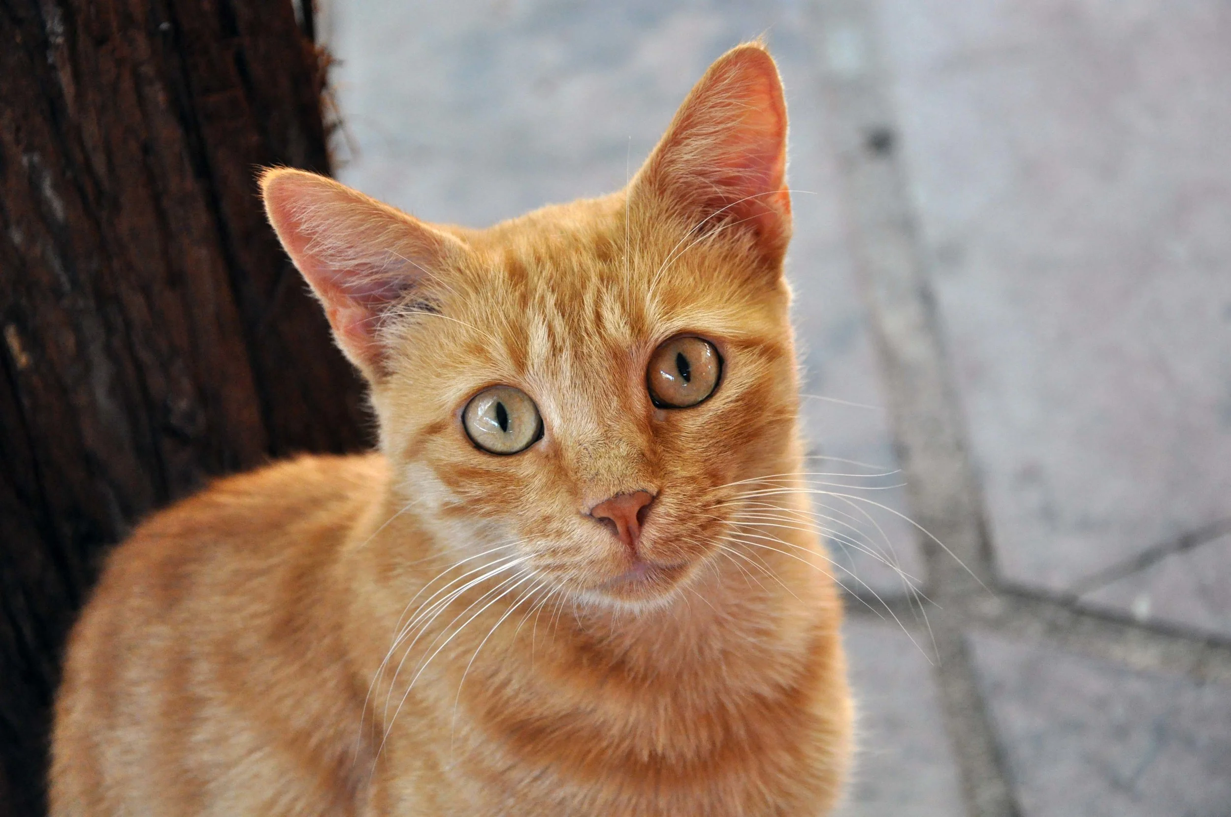 emergency feral cat shelter