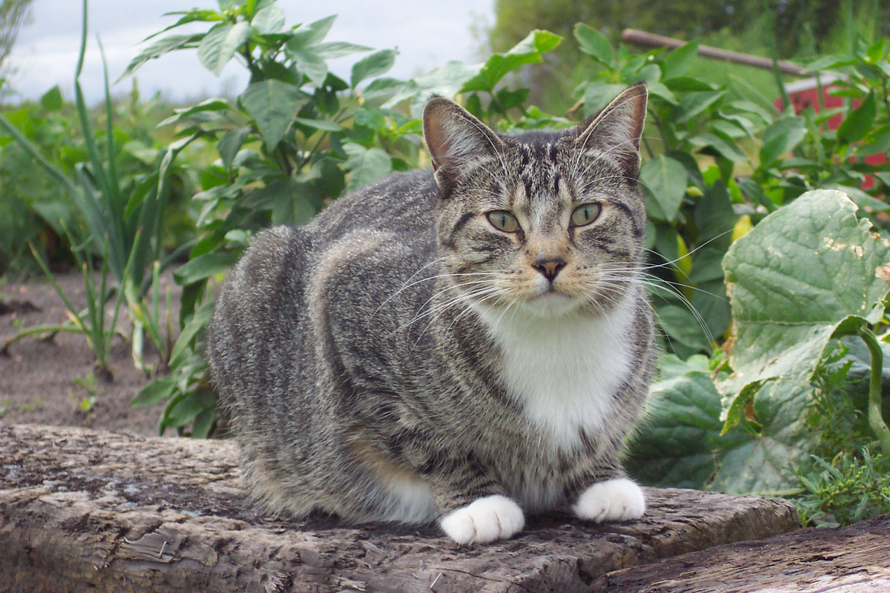 Trapping Instructions — Feral Cat Coalition of Oregon