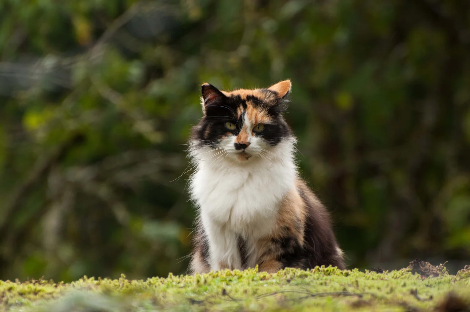News and Events — Feral Cat Coalition of Oregon