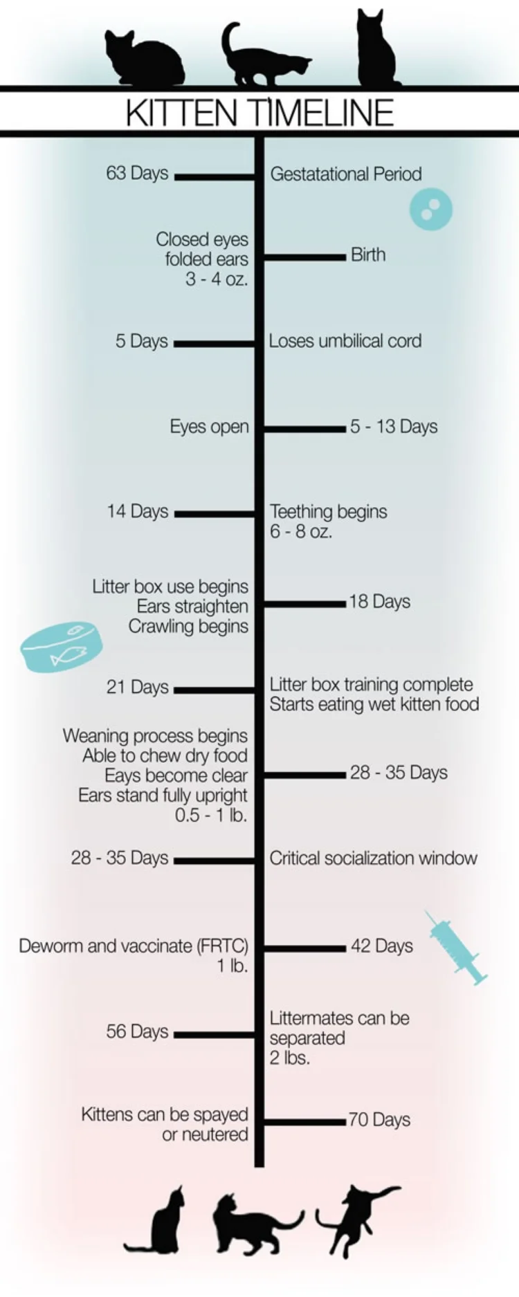 kittentimeline-sm.jpg