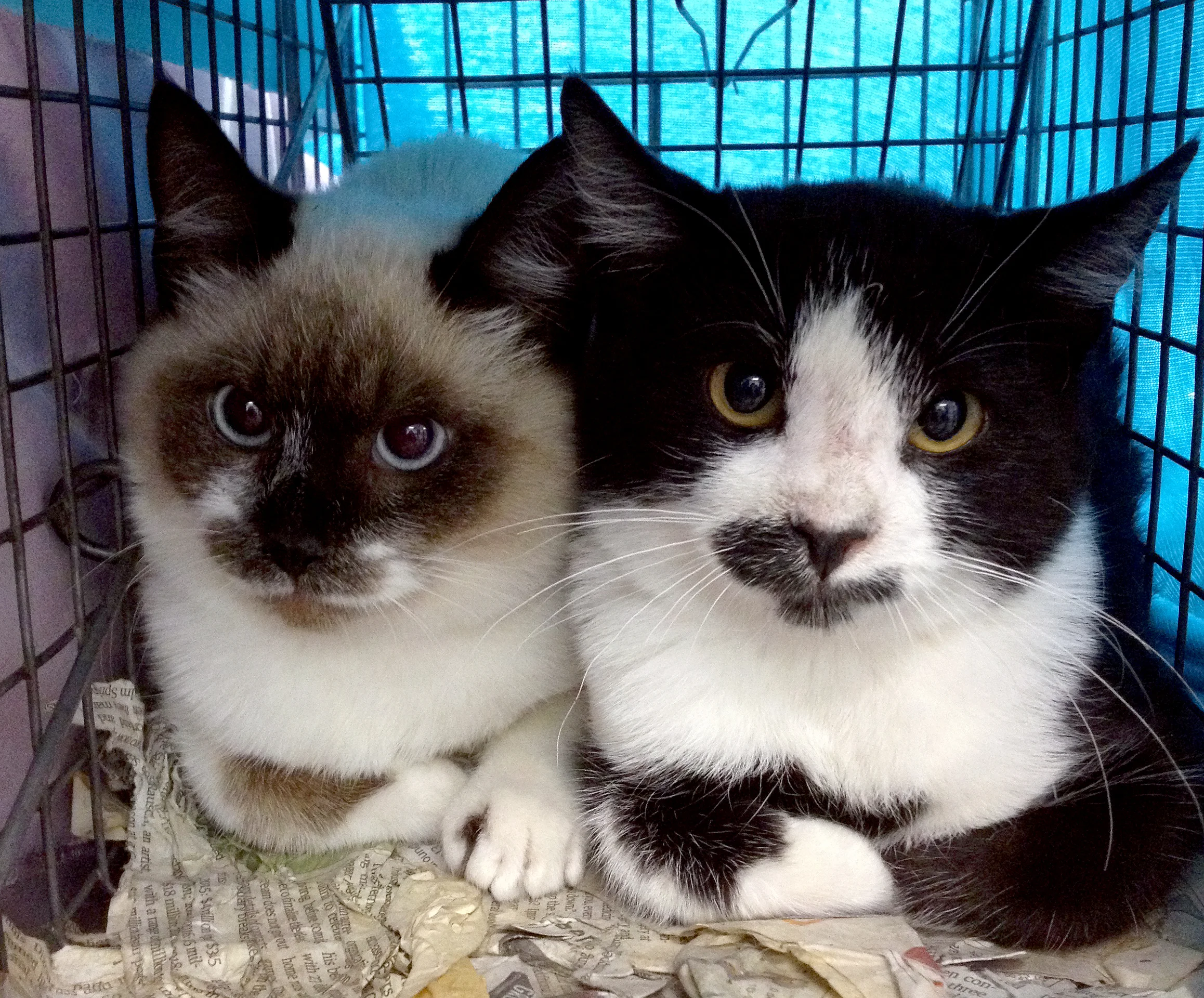 2cats.jpg