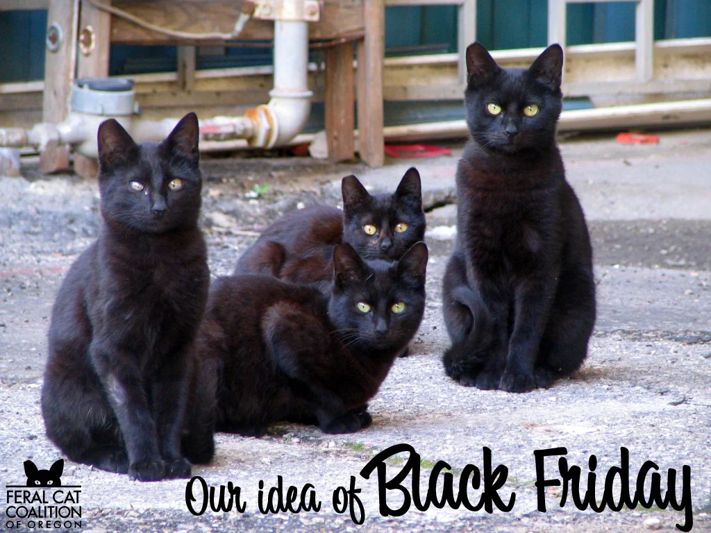 blackcatfriday2015.jpg