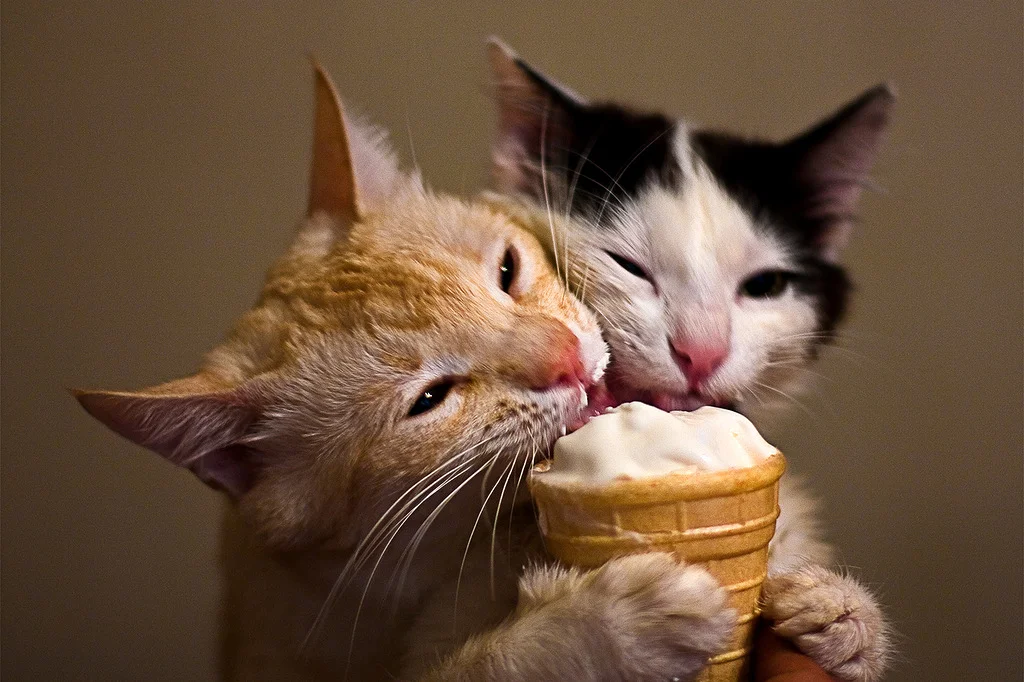 ice cream cats.jpg