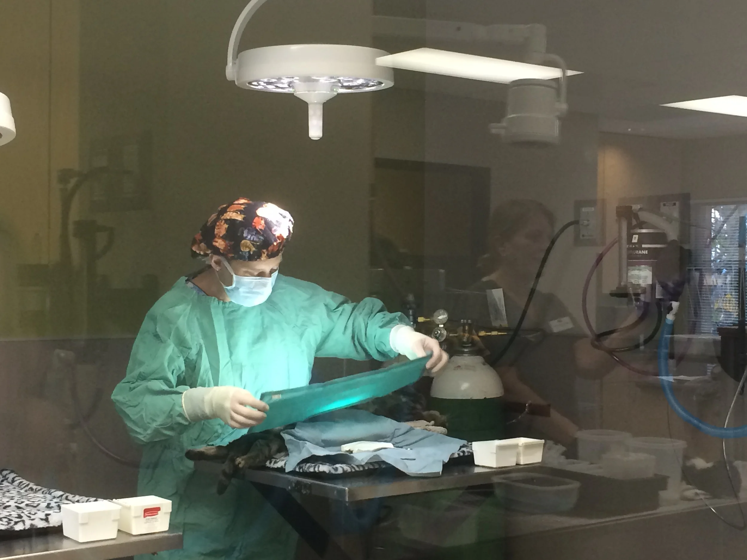 1st clinic-1st cat.JPG