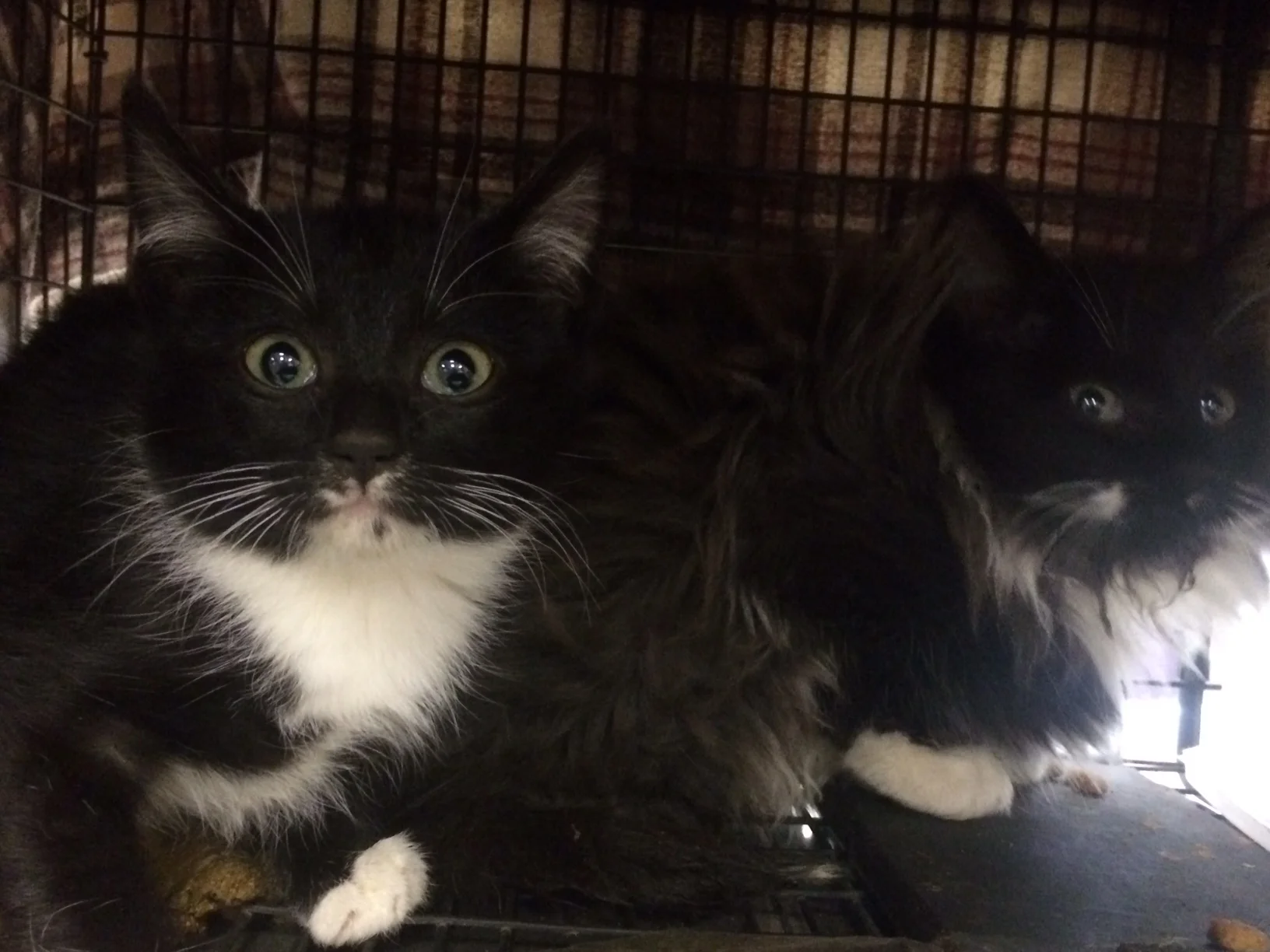 1st clinic-kittens.JPG