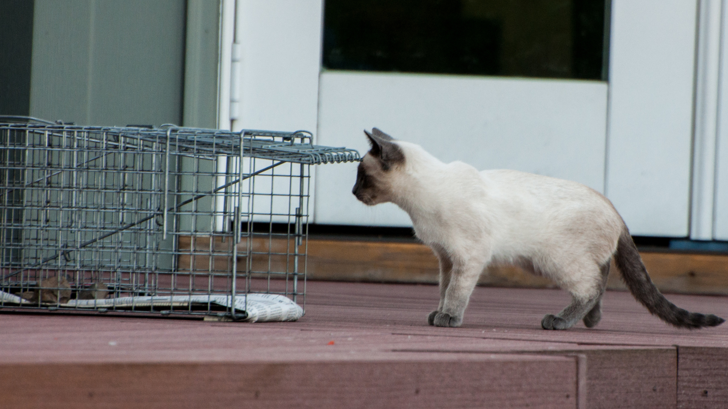 Large feral cat trap, a much longer, larger cat trap for catching