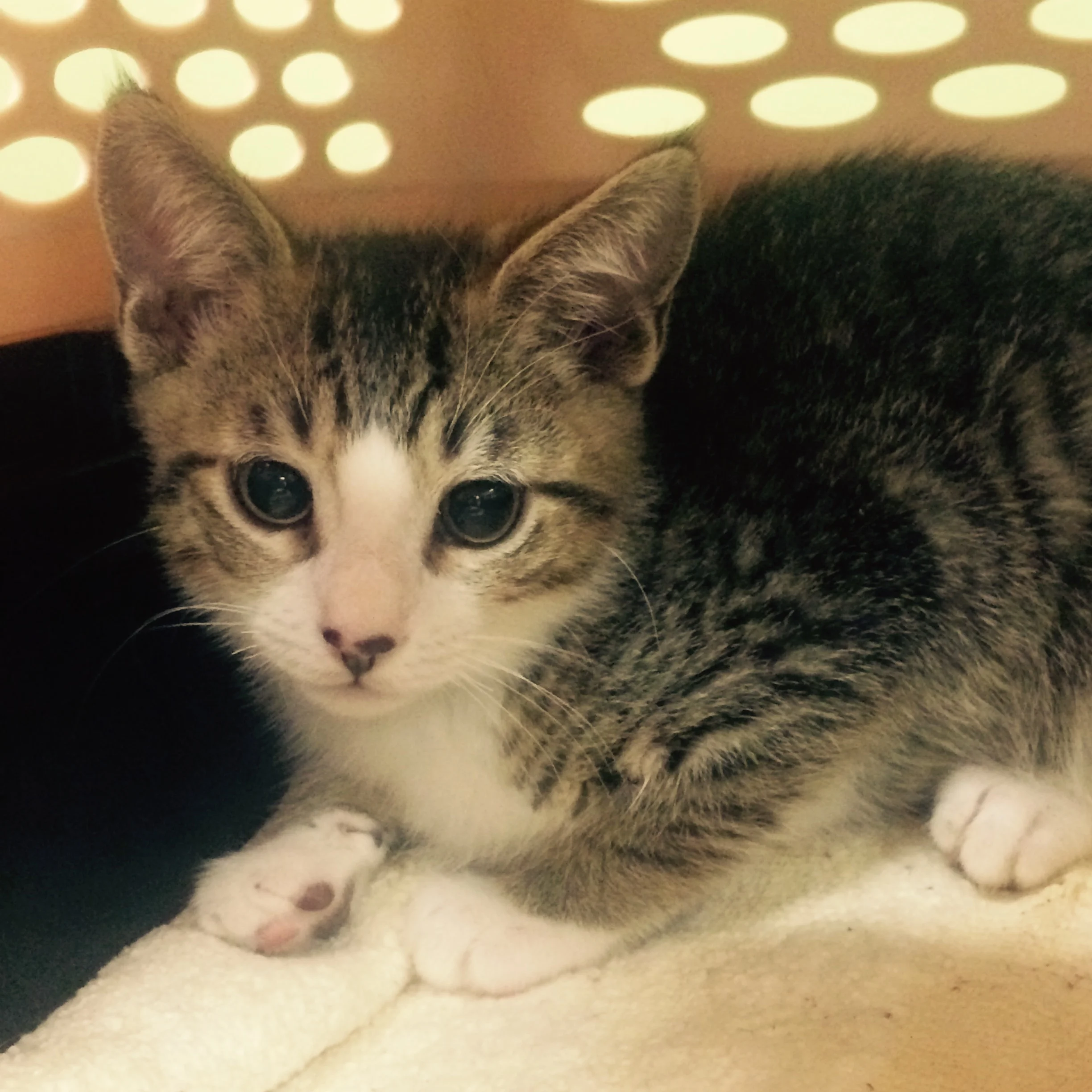 6-8-16kitten.jpg