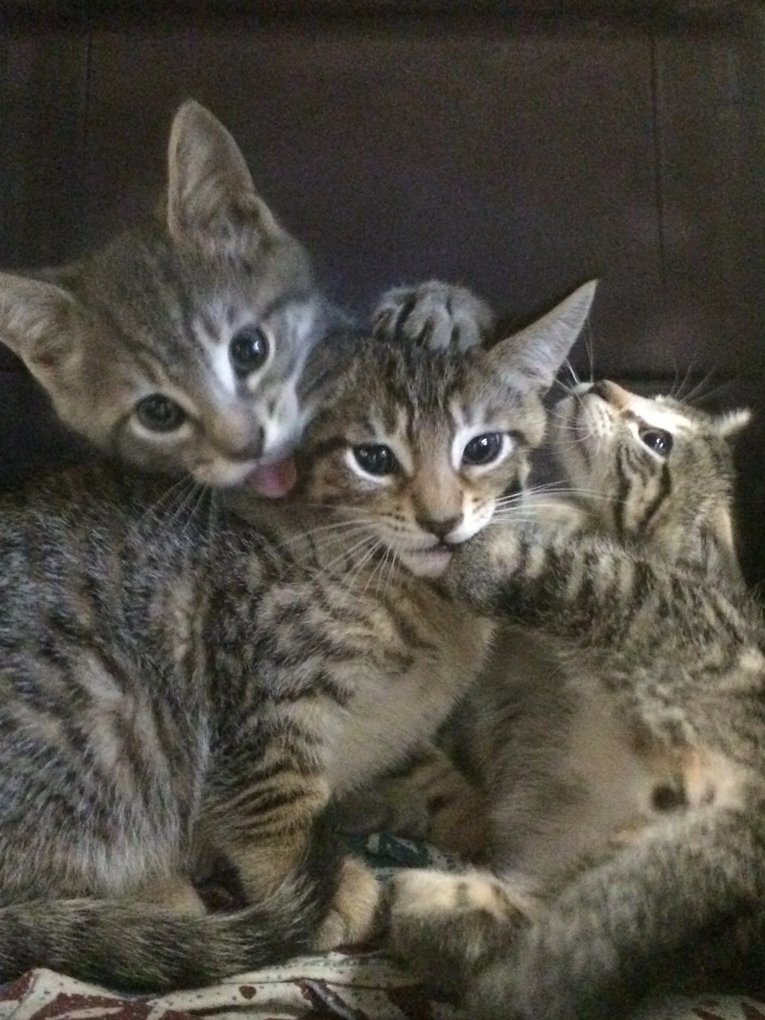 kittens6-16.JPG