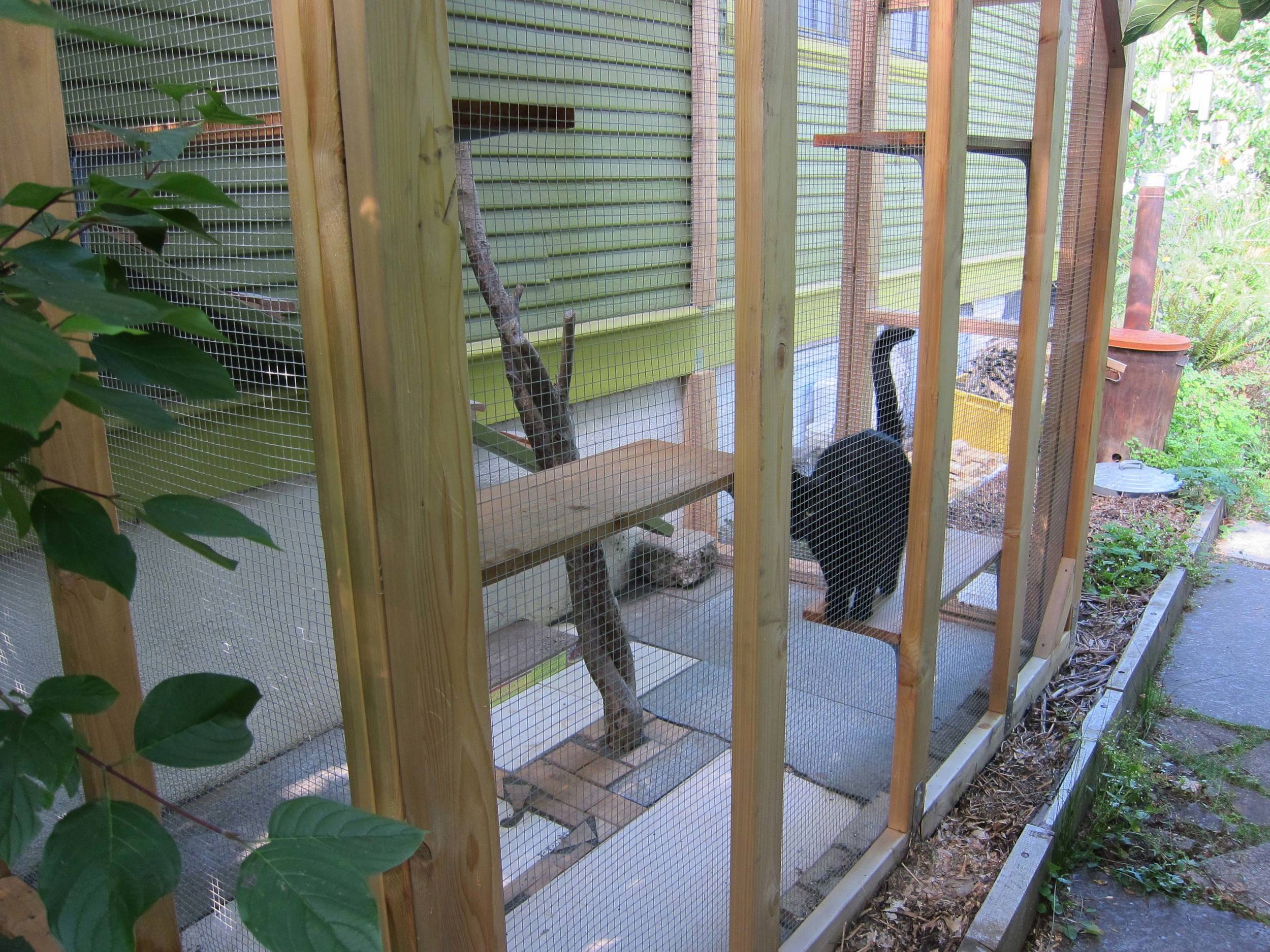 Catio-Mo 2.jpg