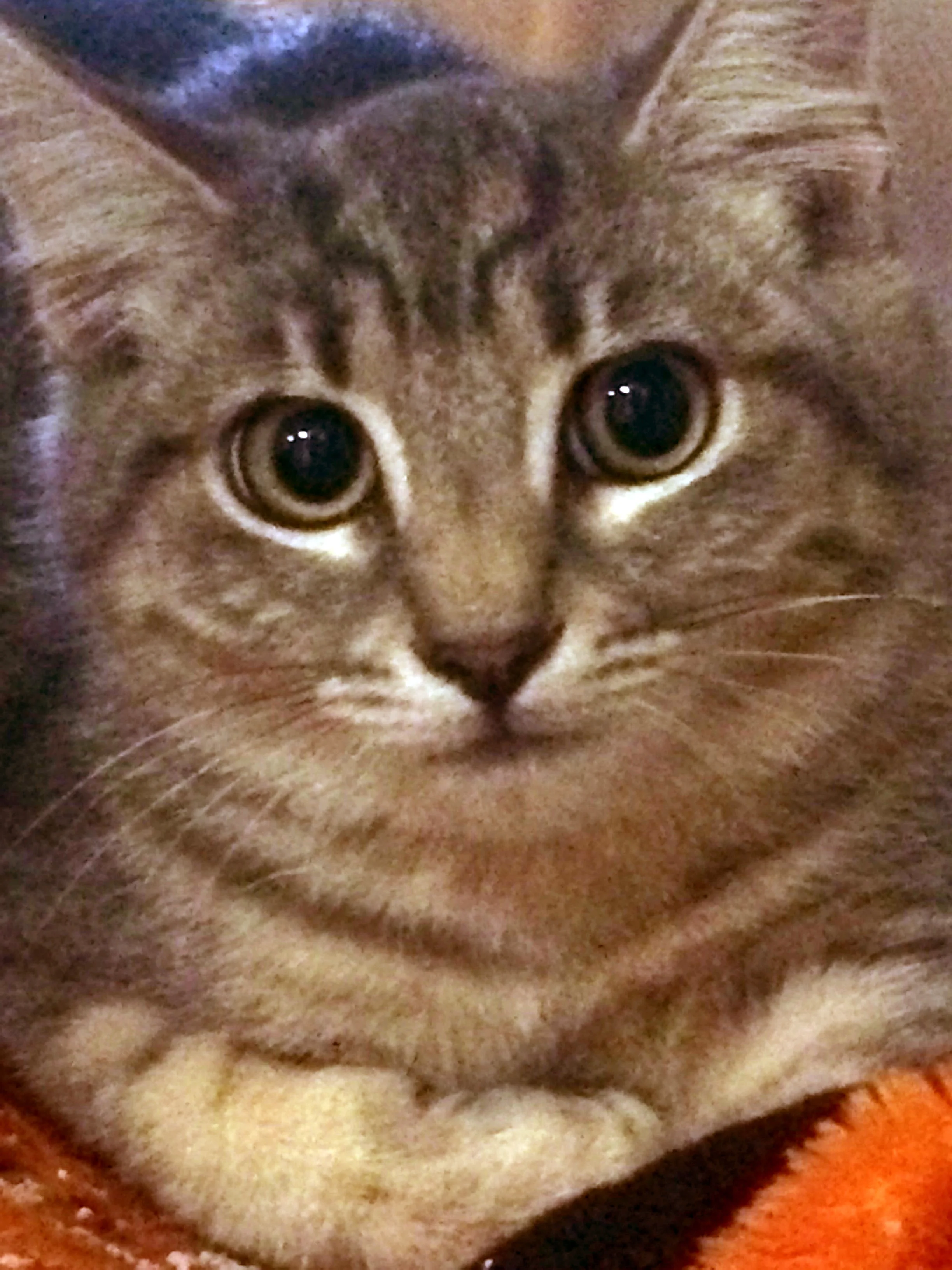 kitten8-17-16.jpg