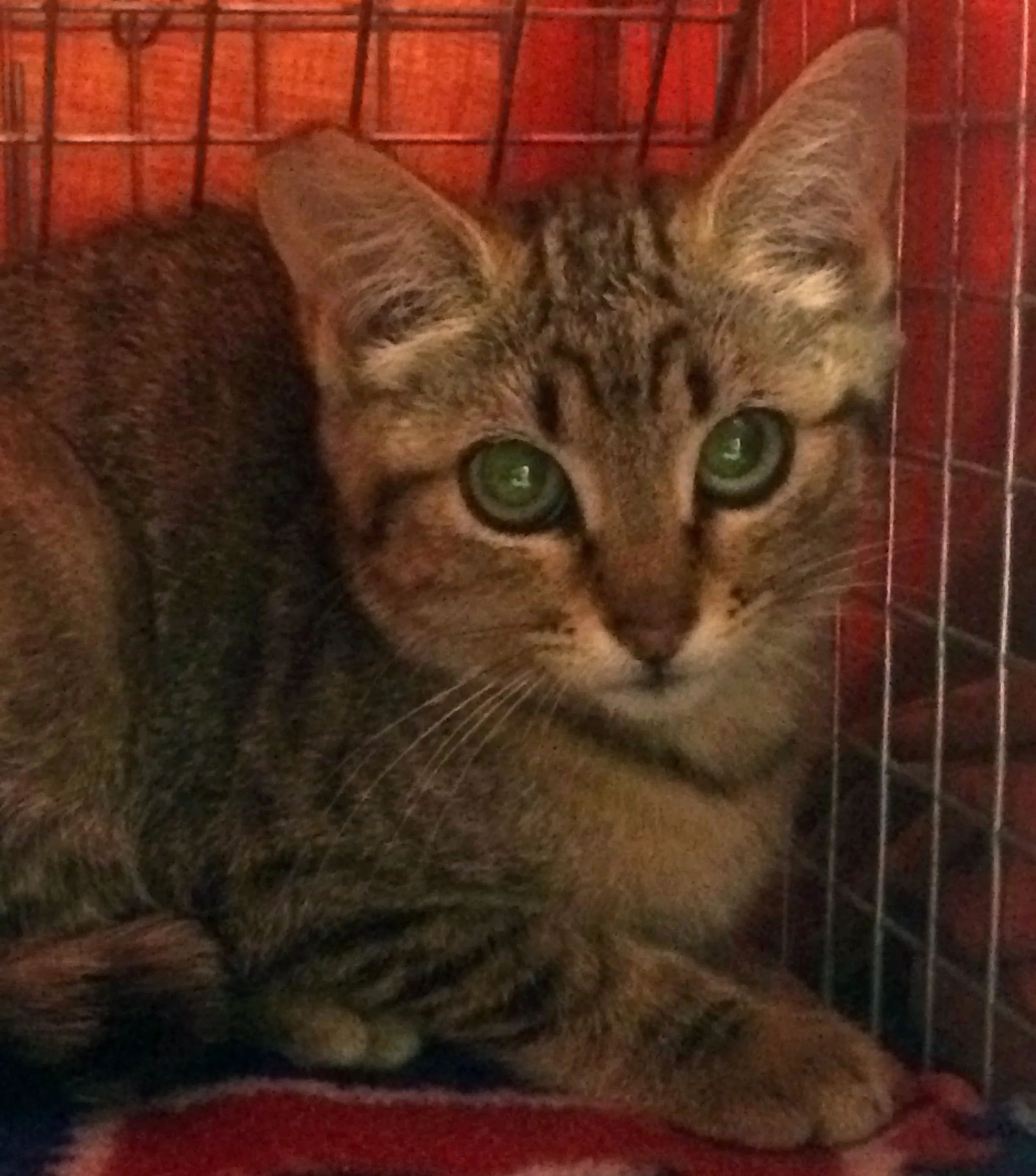 lebanon-cat8-16.jpg