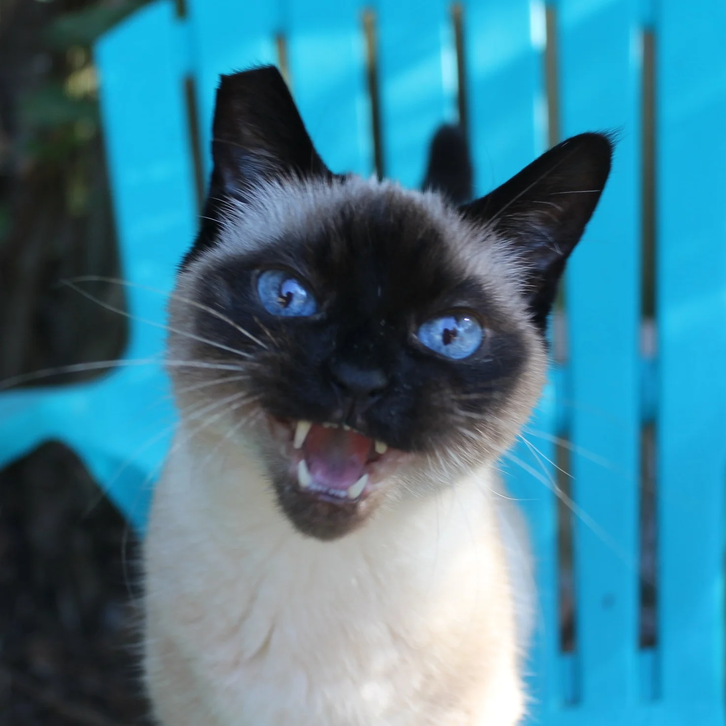 Cat Stories