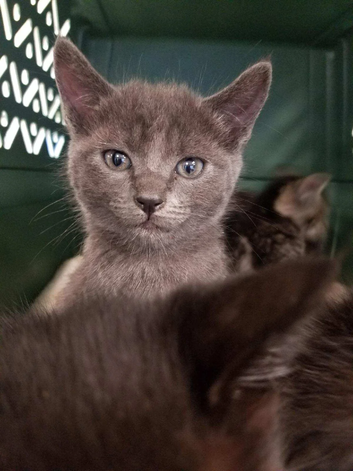 The Kitten Caboose!