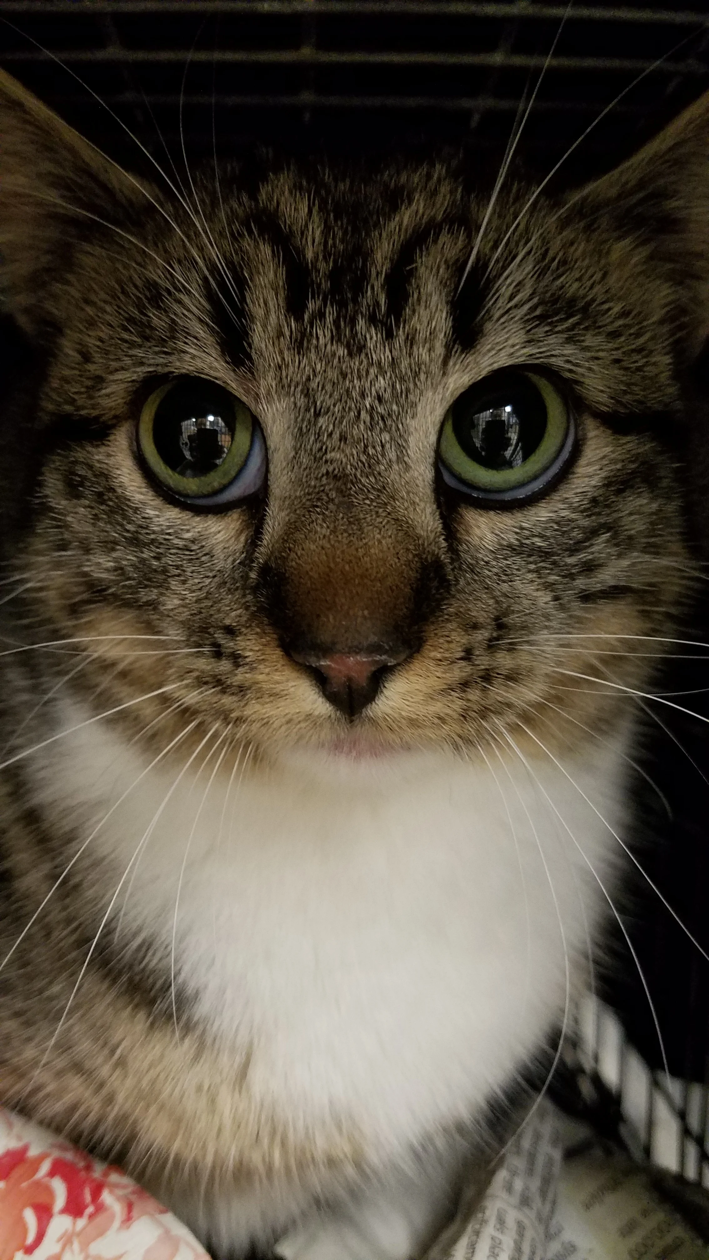 kitten2-mama-lookalike.jpg