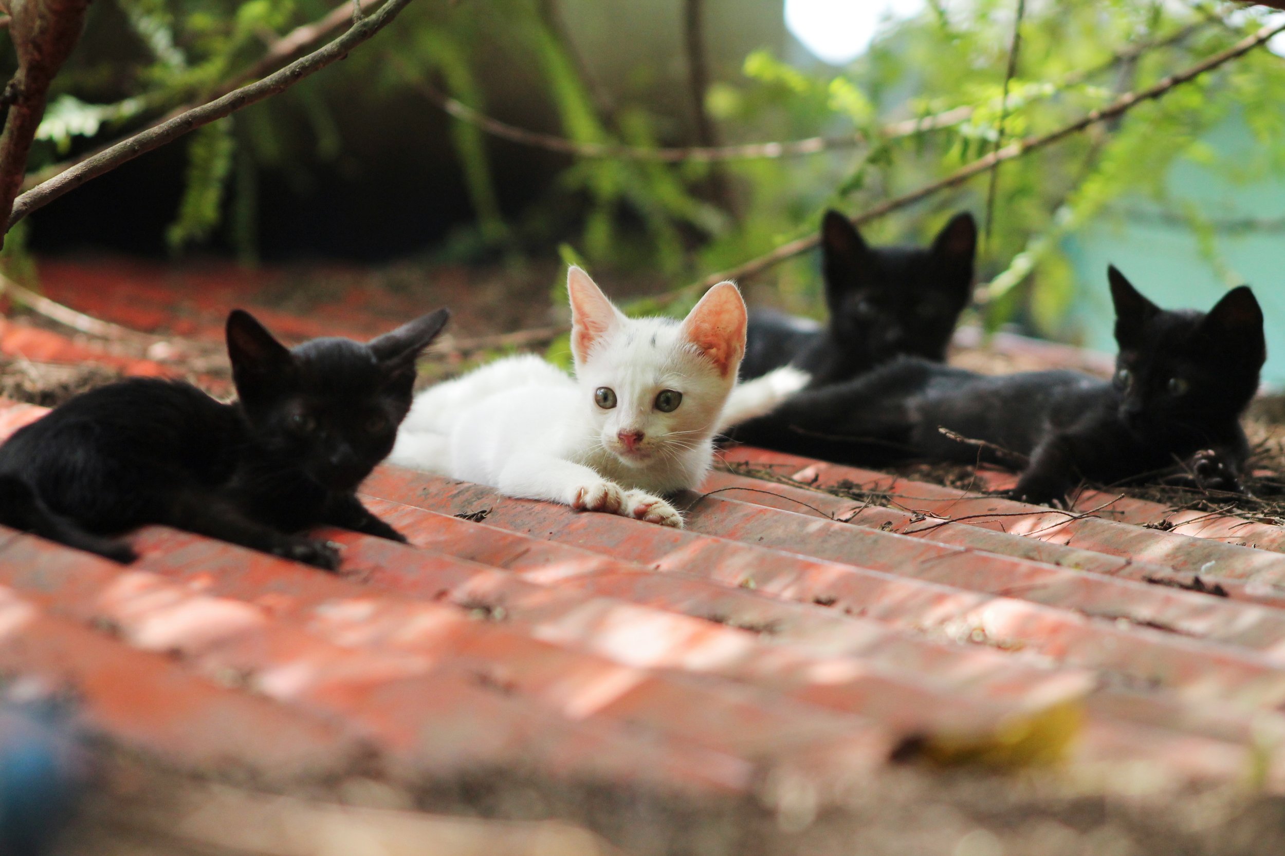  We offer donation-based services for feral, stray + barn cats.  