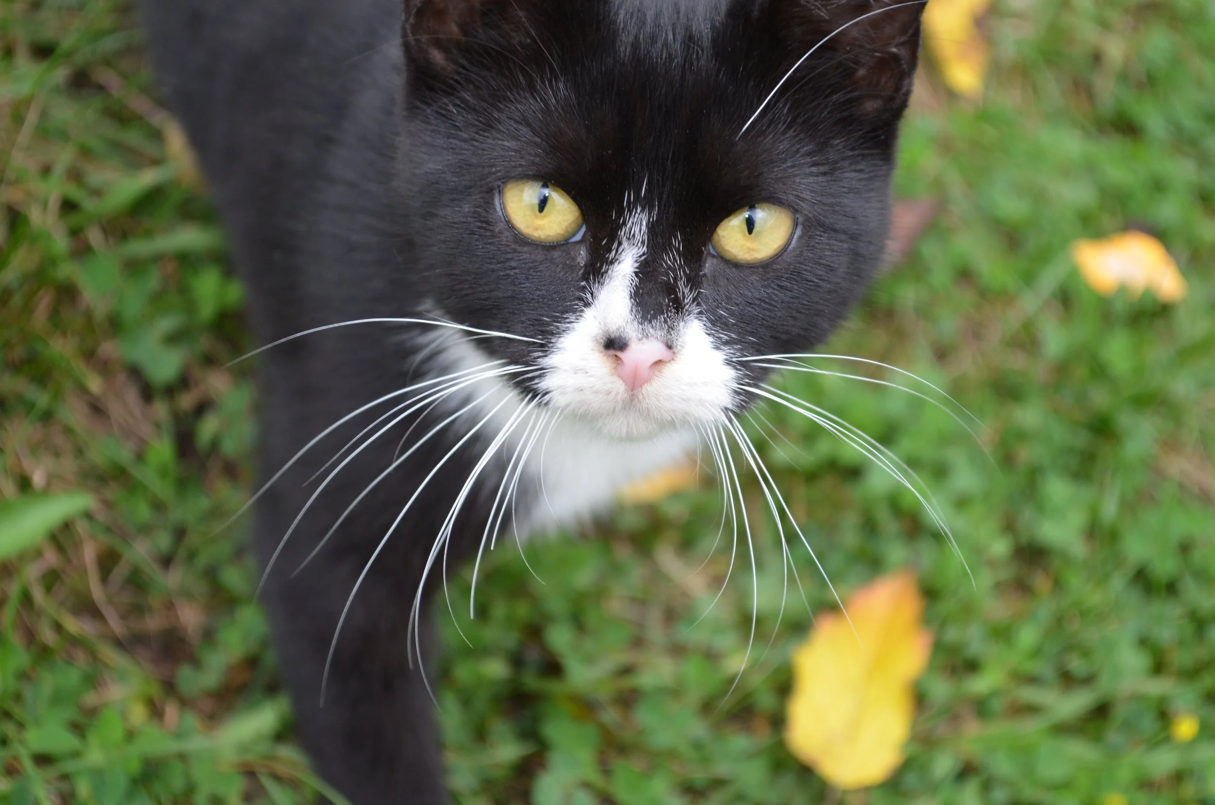 susan-cat.jpg