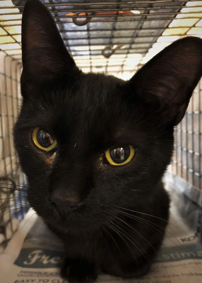 Meet Leo, our Cat of the Day! He's cared for by Rebecca, who is helping feed a colony of feral cats in a local mobile home park. Rebecca brought in Leo and 5 of his feral friends to be spayed/neutered and vaccinated! That's quite a few cats that could be contributing to the breeding cycle but thankfully they have now been through FCCO. Purrs of thanks to Rebecca for taking on the care of this colony and for caring for feral cats!