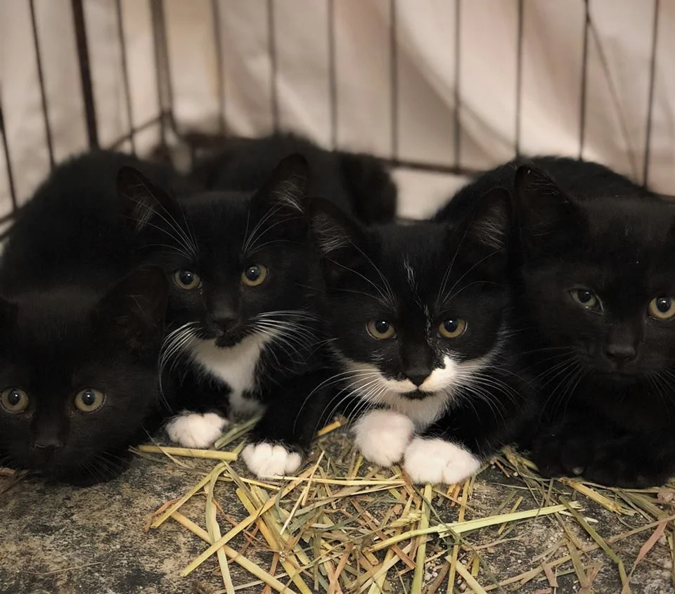 stray cat communications