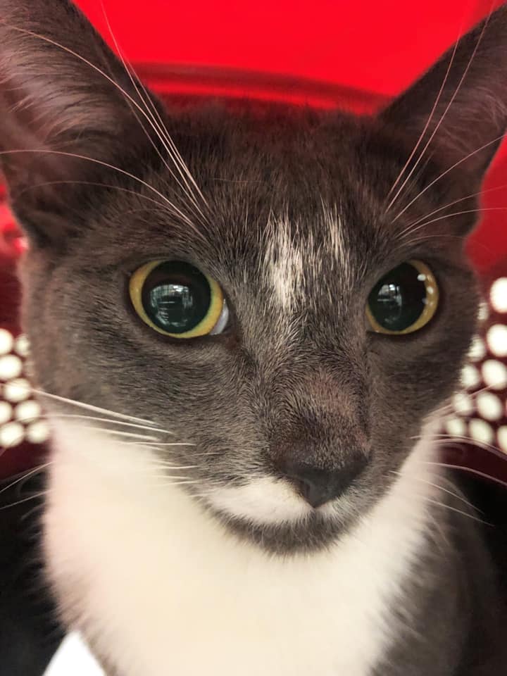 97.5k cat.jpg