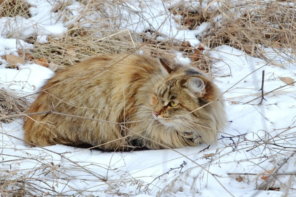 Caring for Cats in the Winter