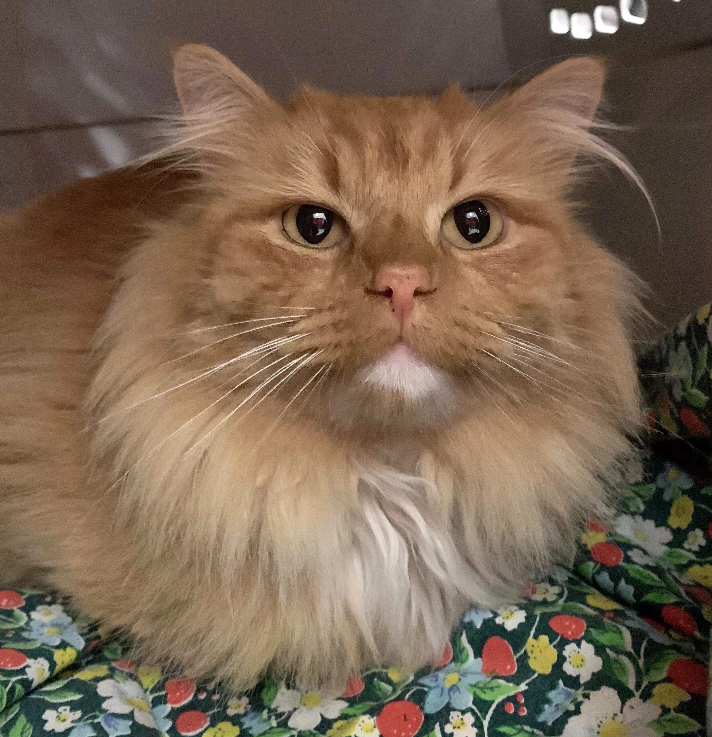 Help the Cats from HOME!