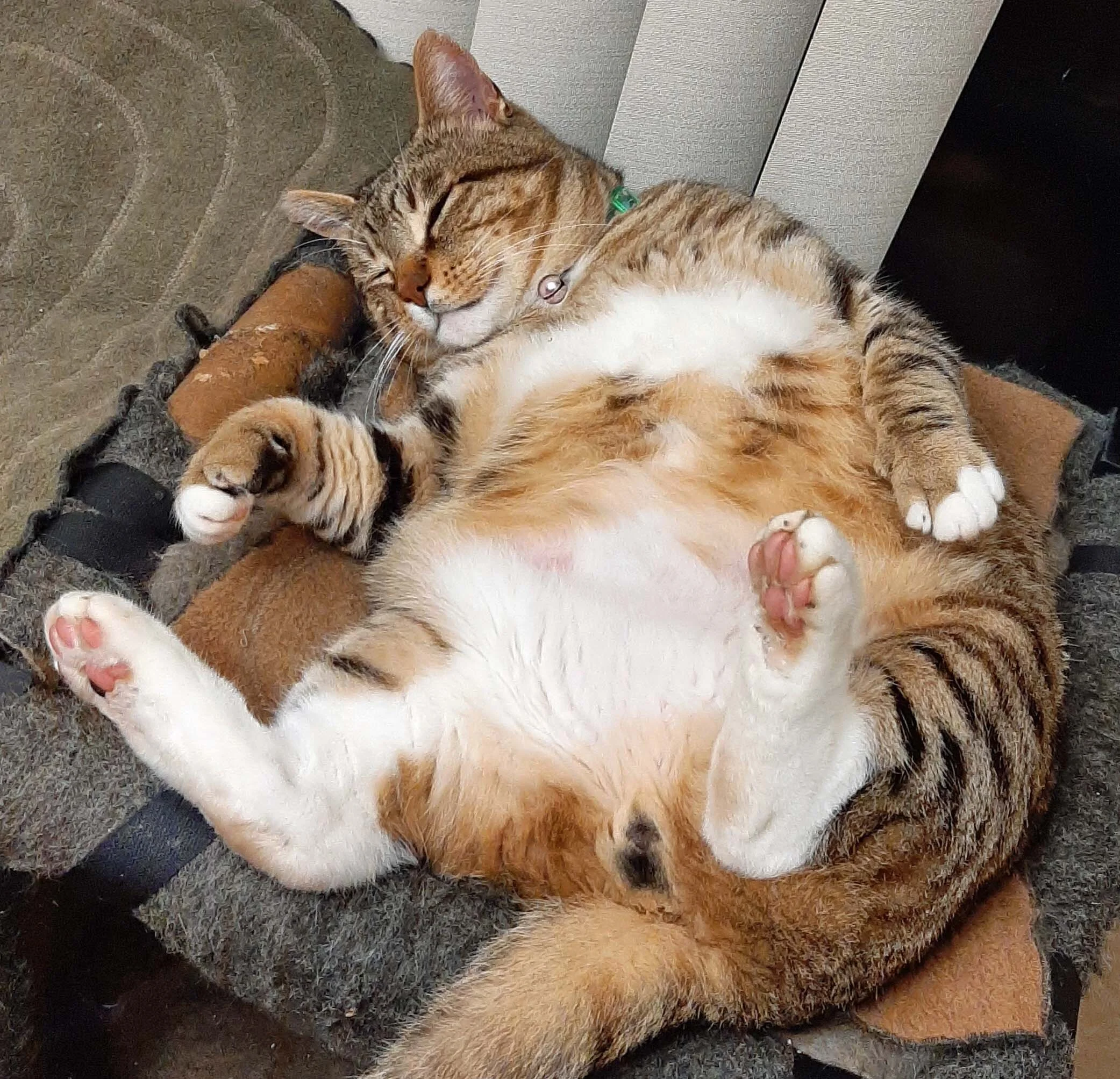 Big Boy.jpg