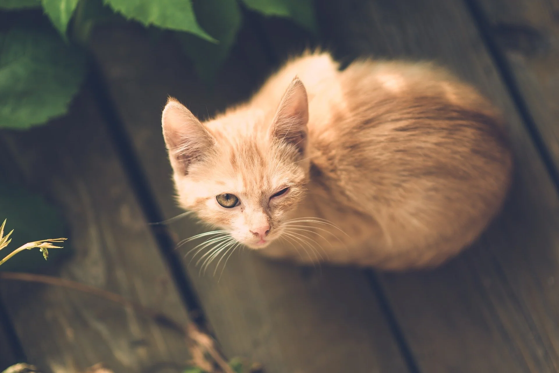 stray cat injured