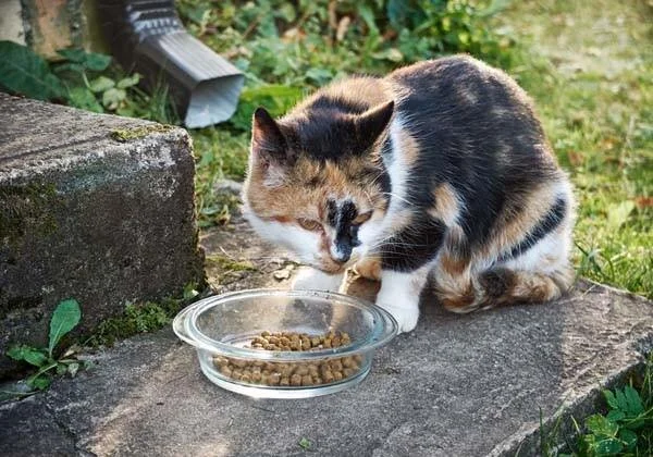 feral cat diet
