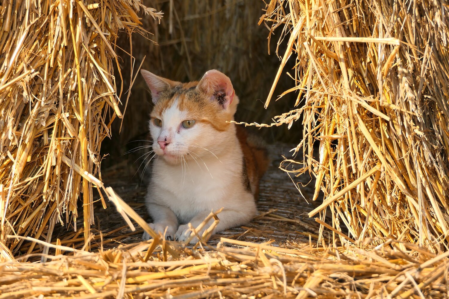 Straw - Not Hay! — Feral Cat Coalition of Oregon