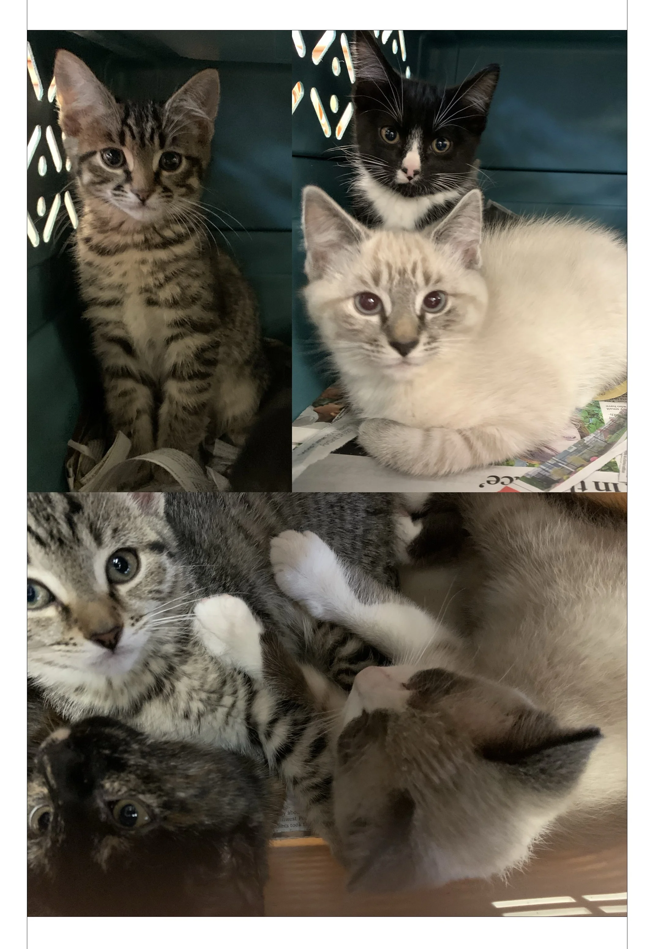 kittens11-10-21.jpg