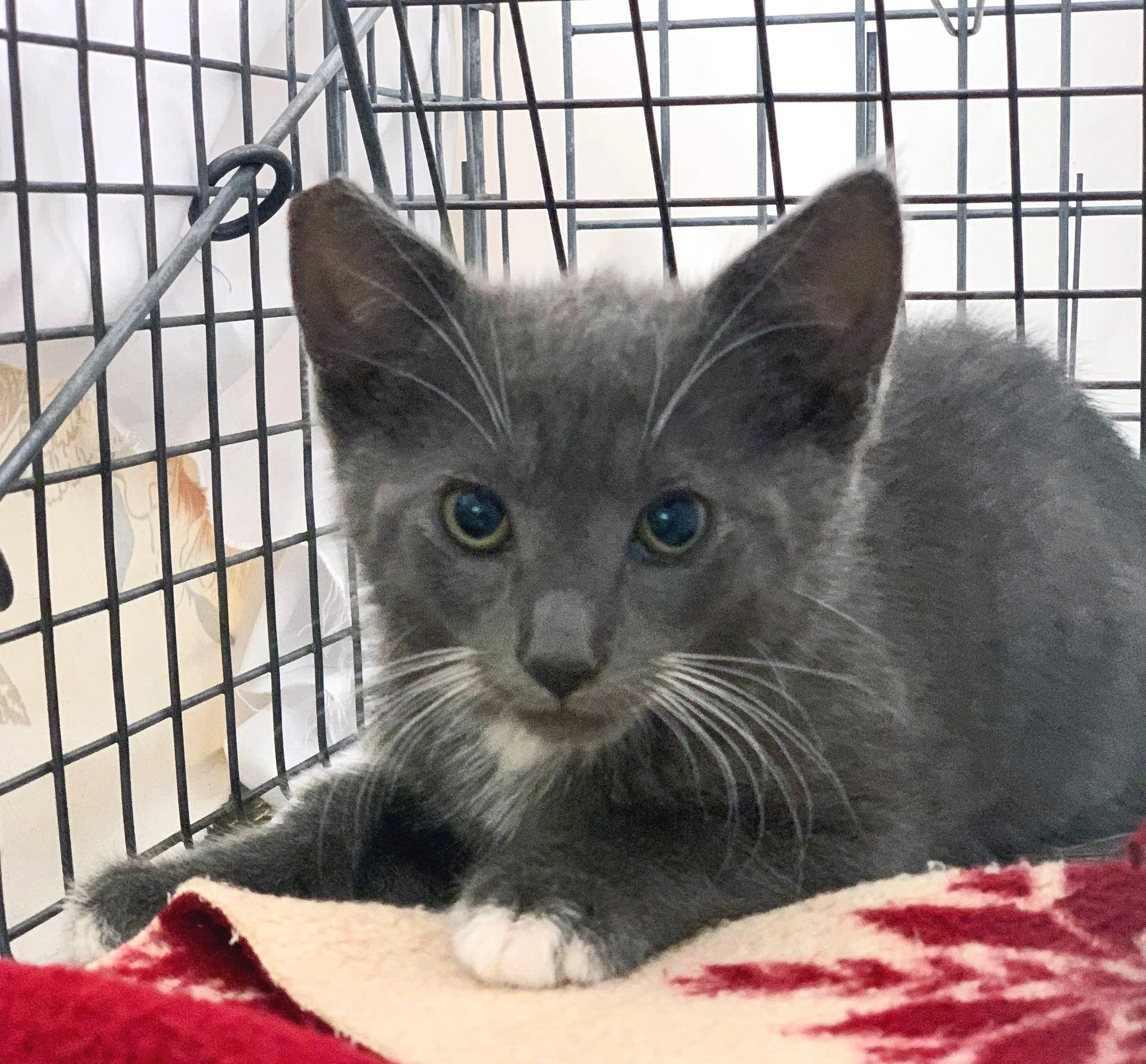 kitten-6-30-22.jpg