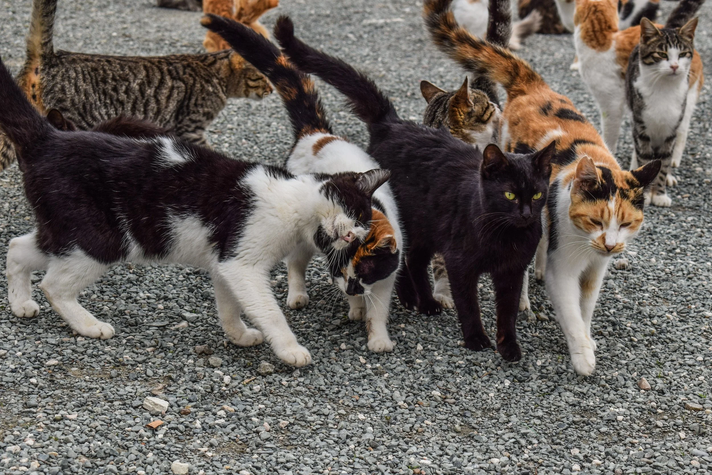 Spay/Neuter Services