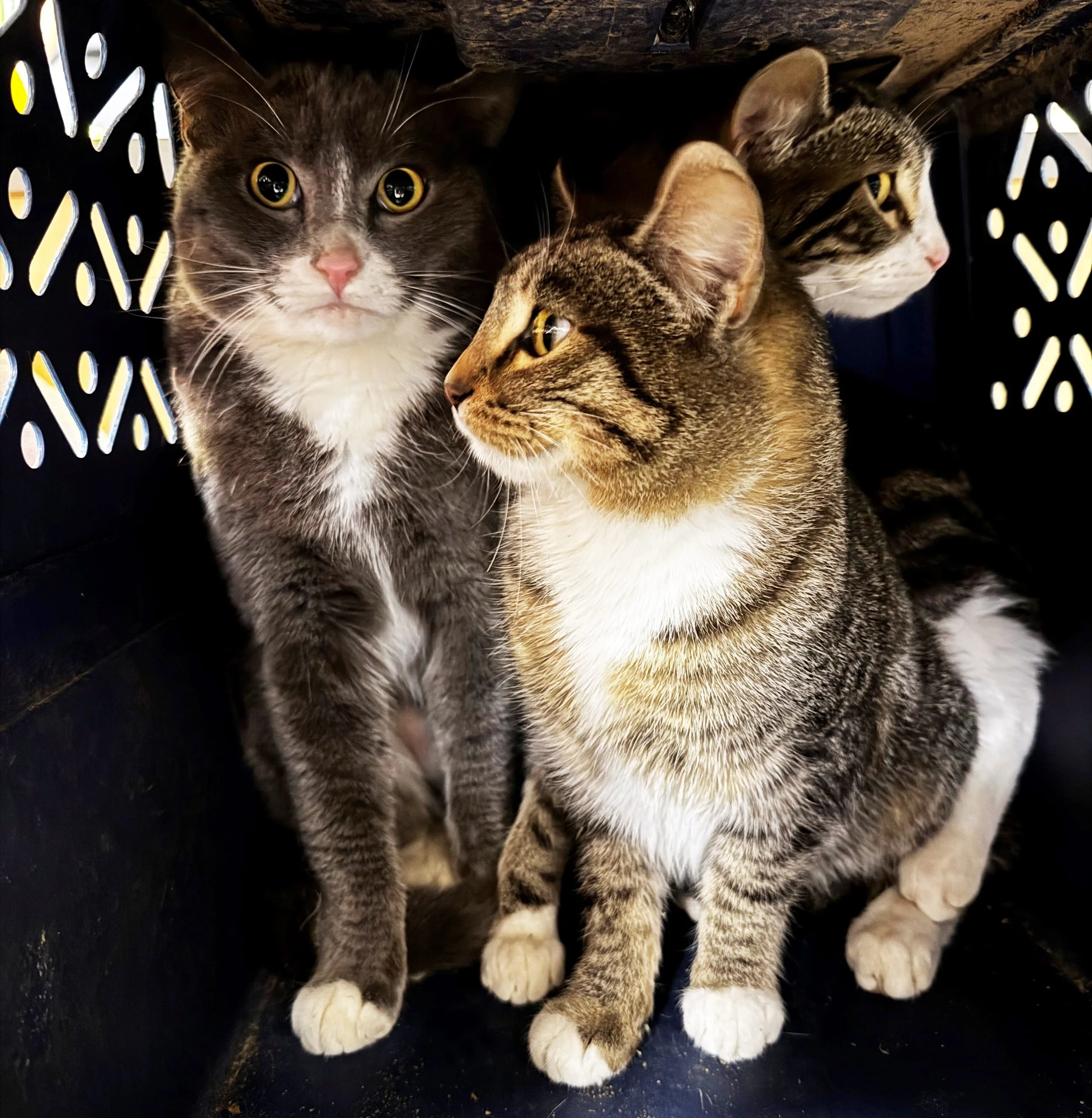 2-3-25 email cats.jpg