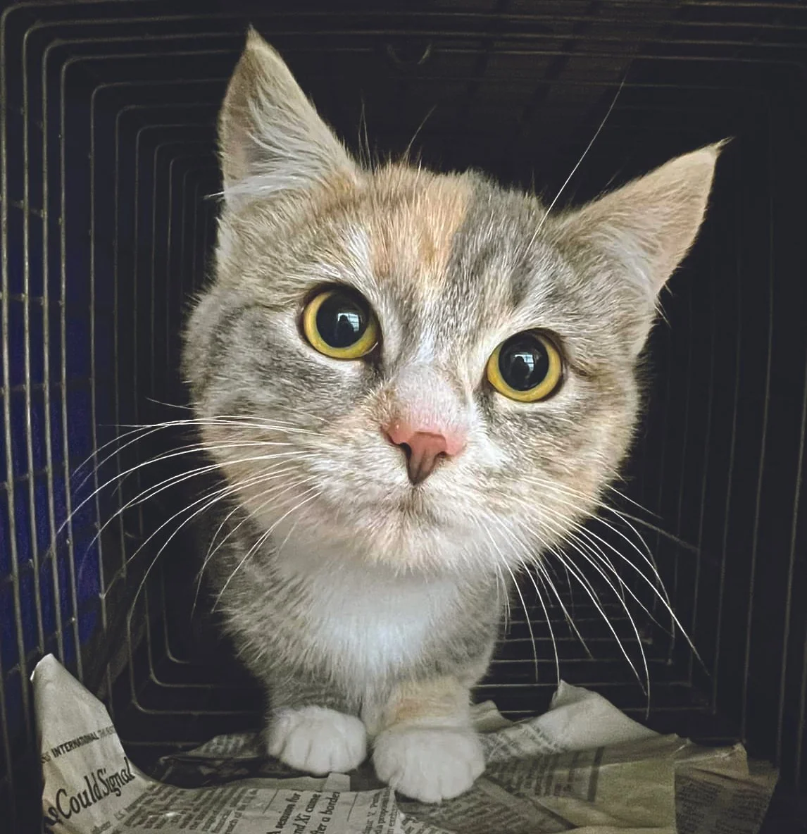 February 2025 Thank cat.jpg