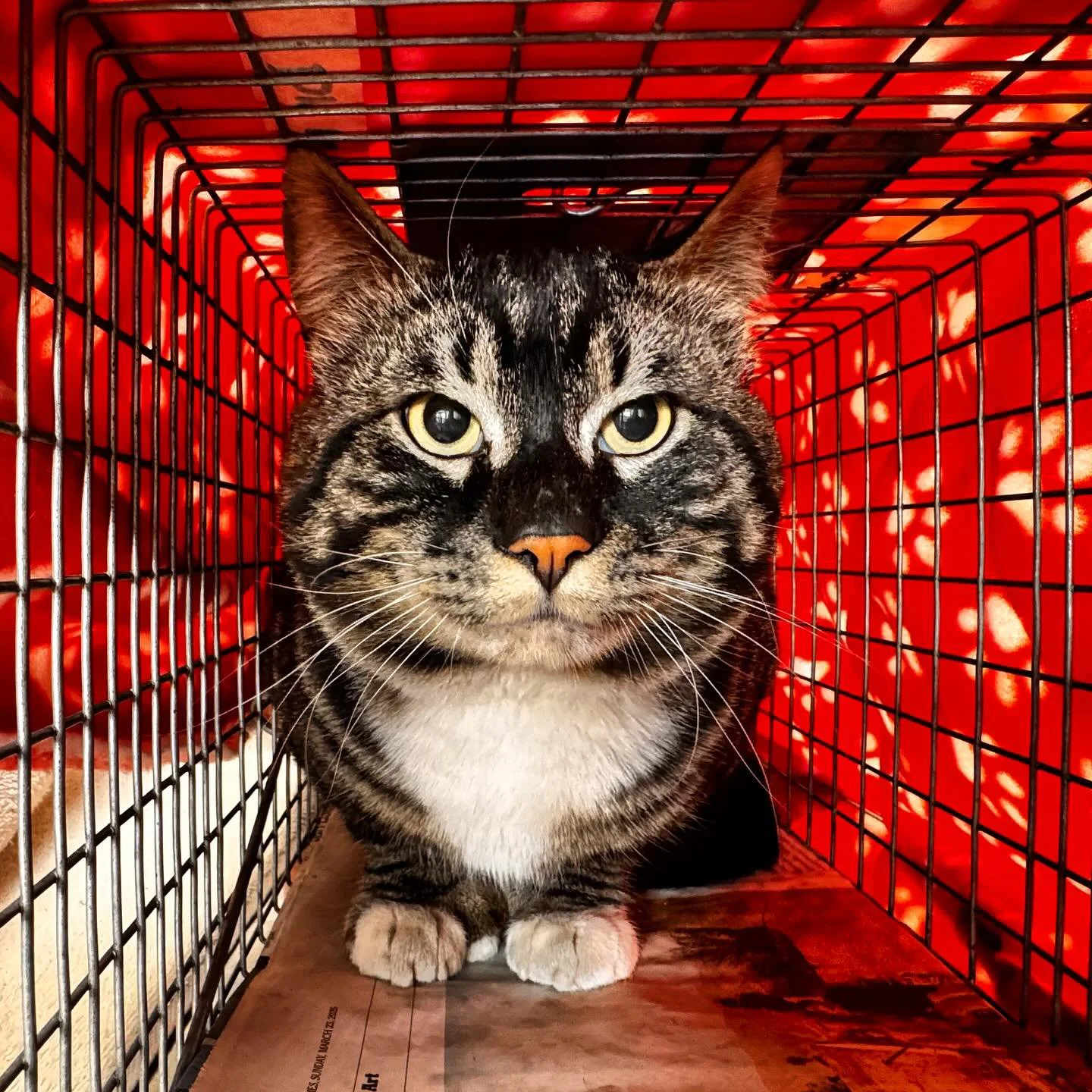 May 2025 Thank Cat.jpg
