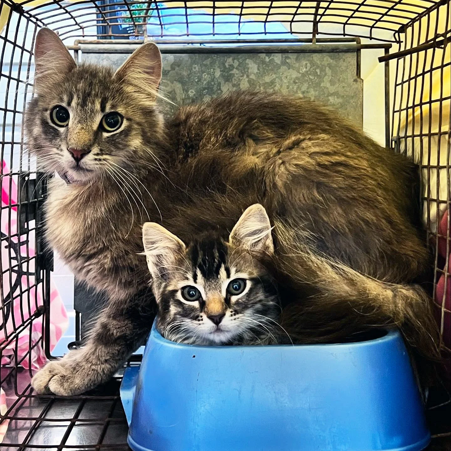 July Thank Cats 2025.jpg