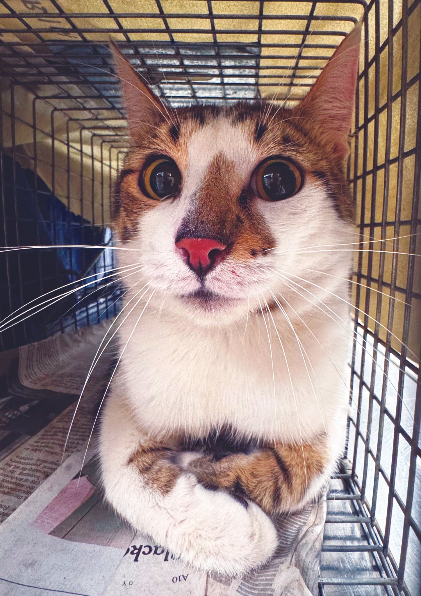 Sept 2025 Thank Cat.jpg