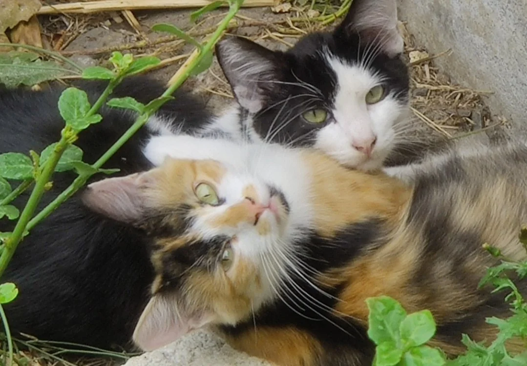 Find FCCO in Give!Guide + Your Gift will be MATCHED!