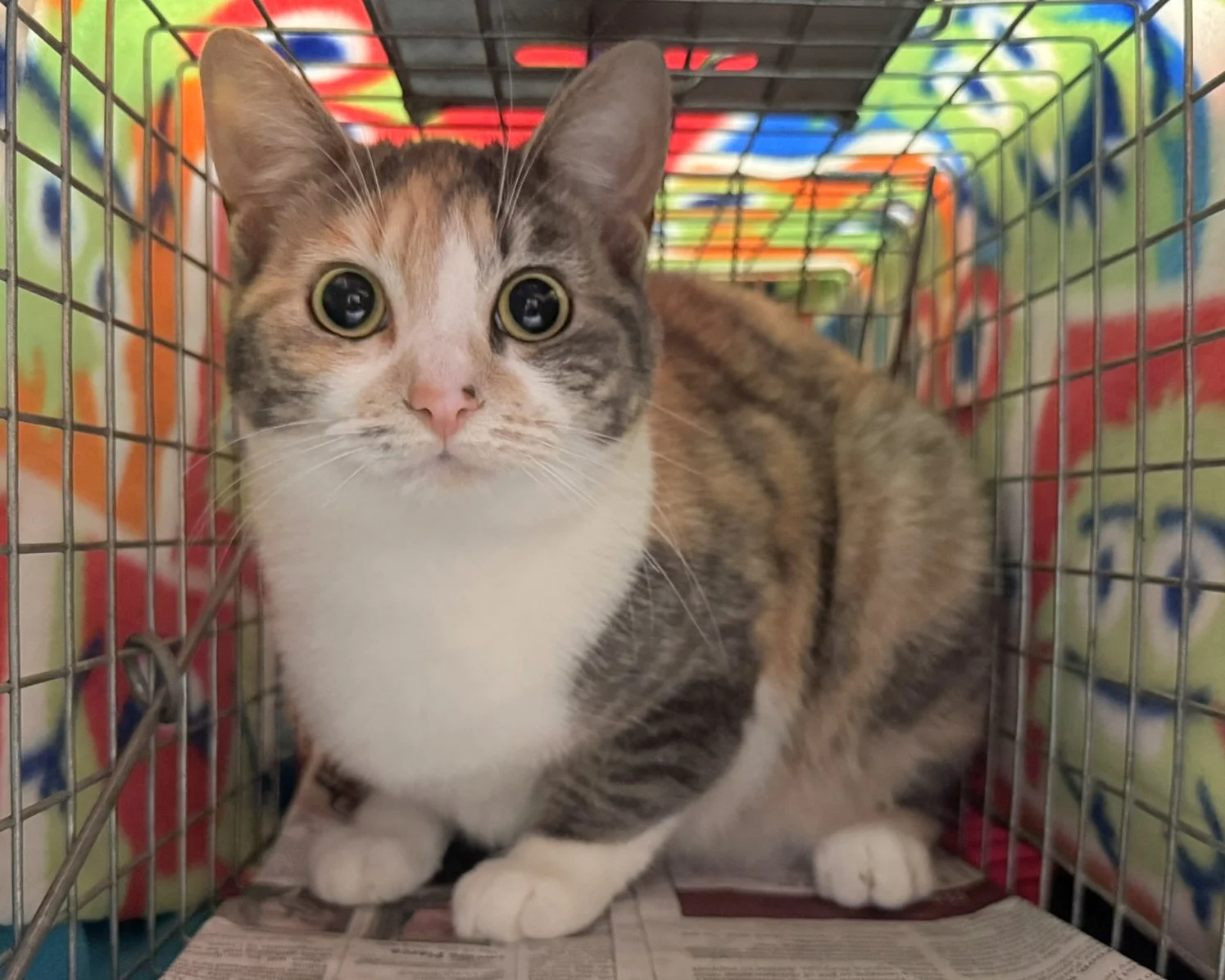 1 - Turtle Dove - Snowball kitten.JPEG