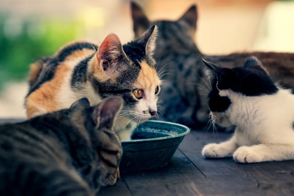 cats cgi before and after