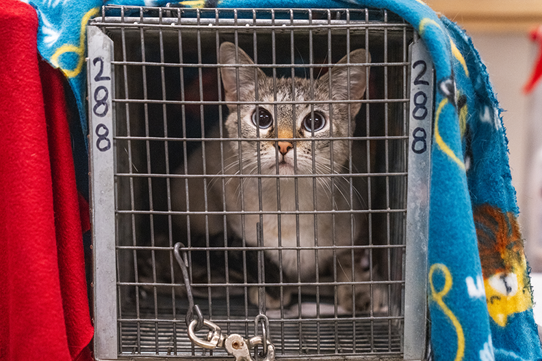 0 - Snowball in trap@0.1x.png