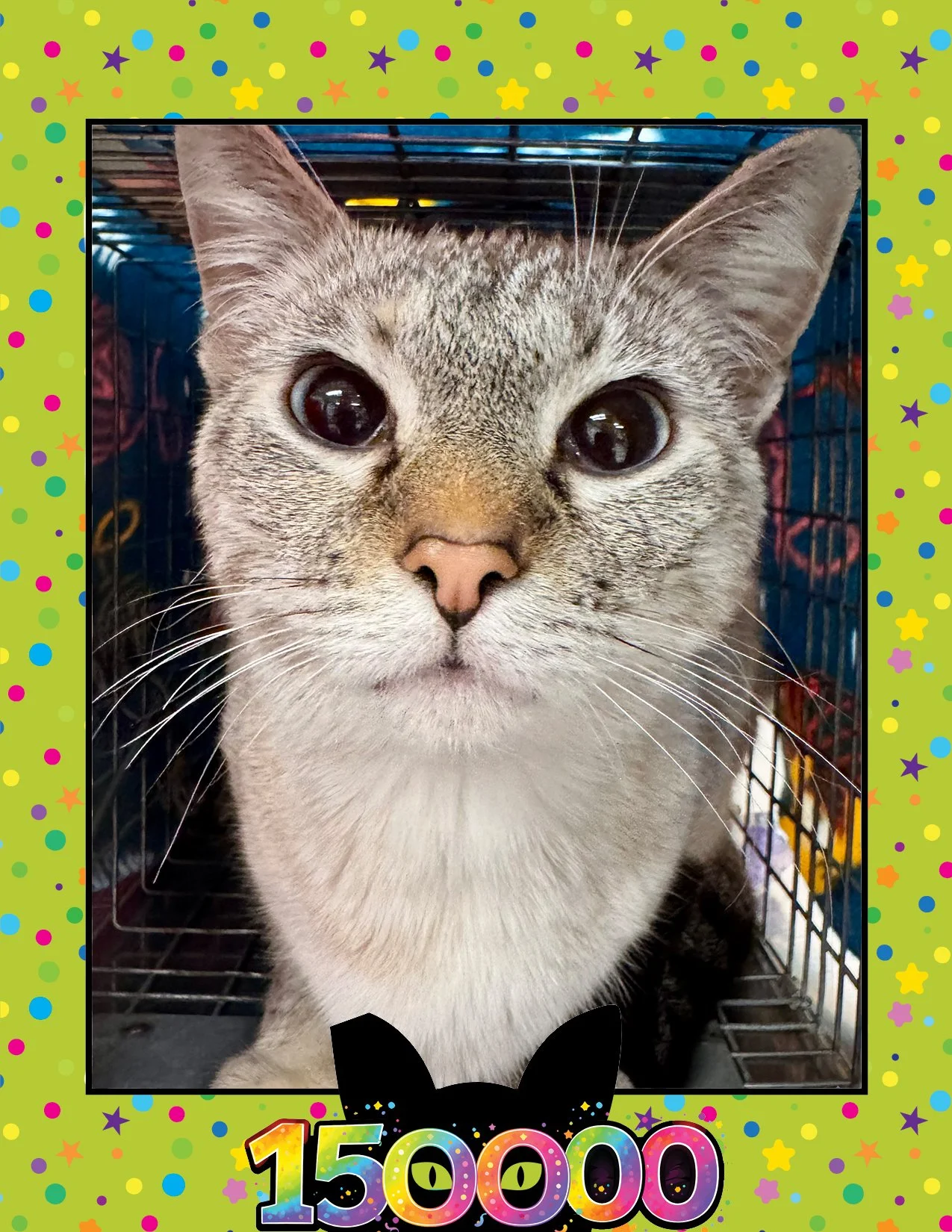 Meet Snowball, FCCO’s 150,000th Cat!