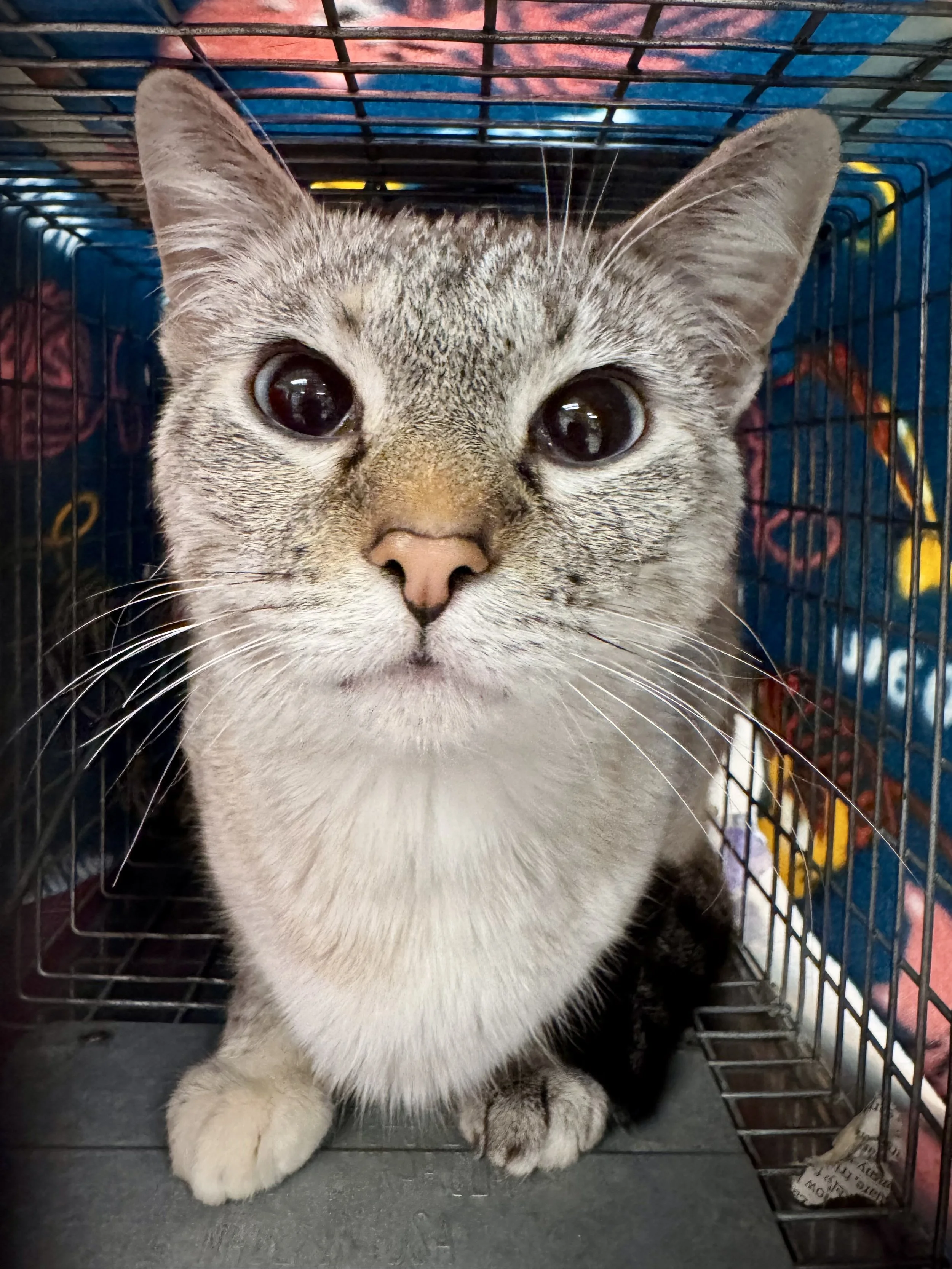 0 - Snowball - 150k cat.jpeg