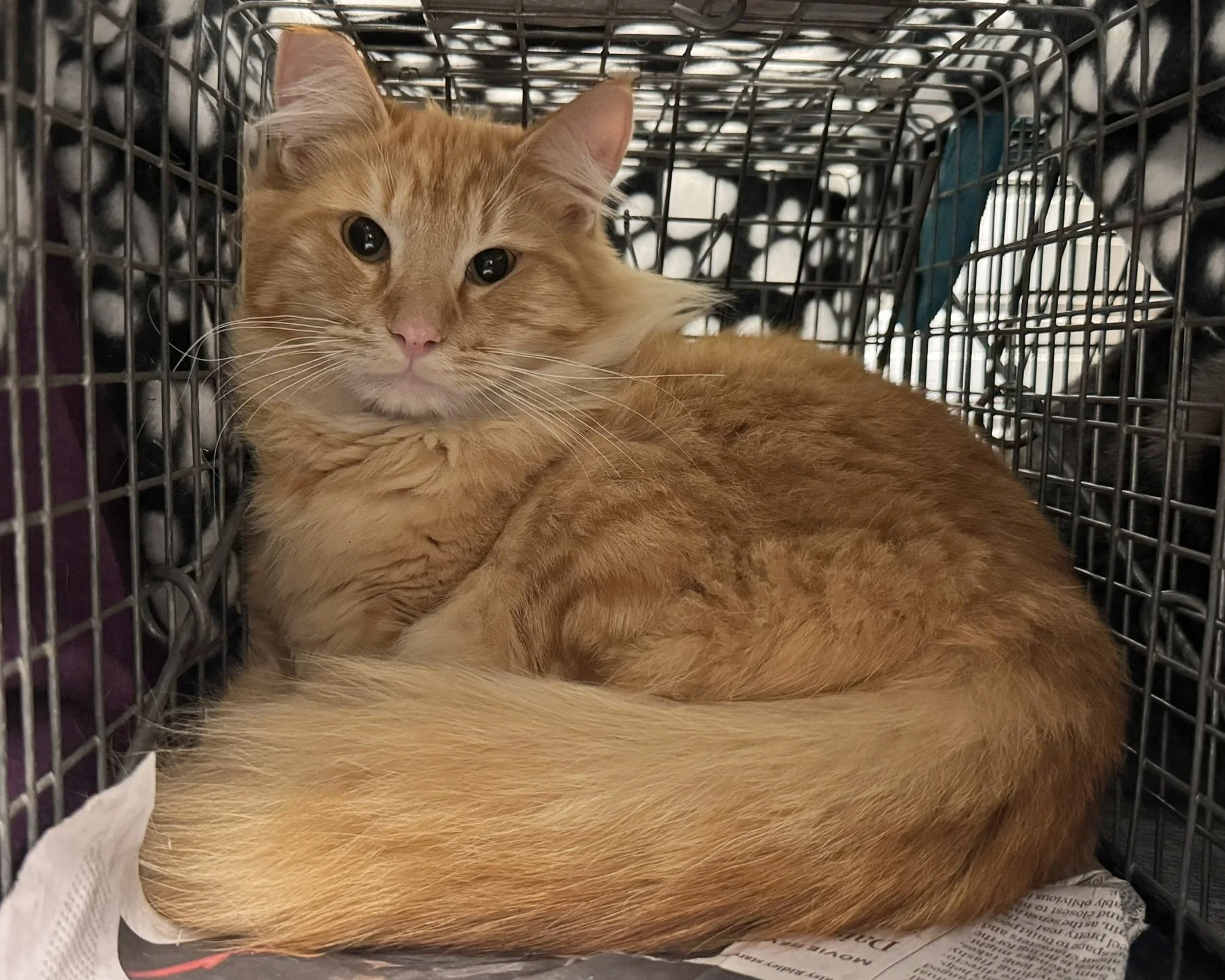 1 - Red Ryder - Snowball kitten.JPEG