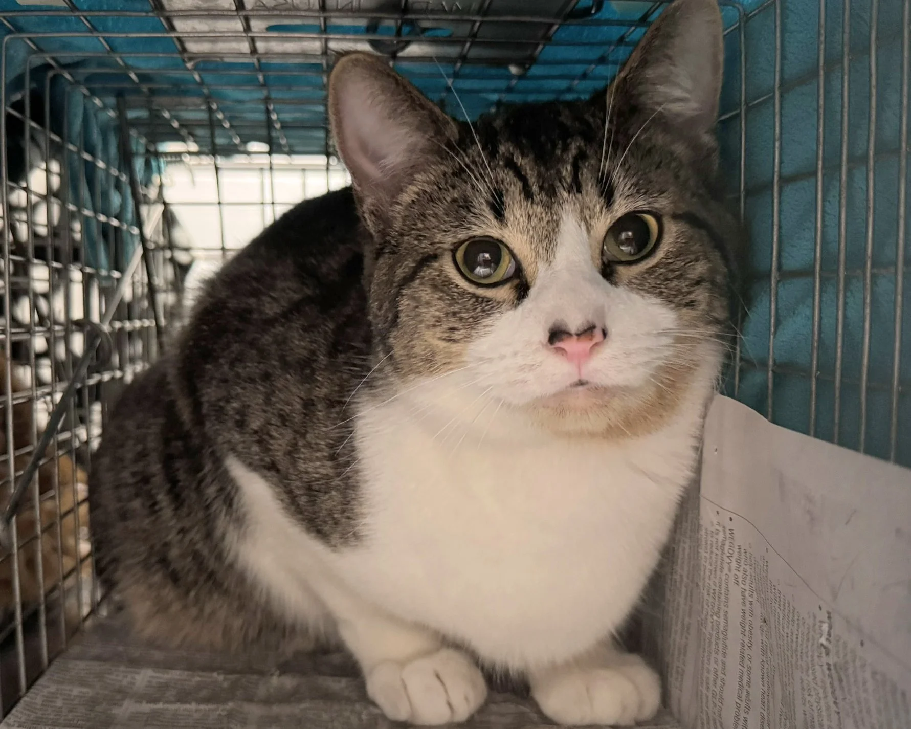 1 - 5th Element - Snowball kitten.JPEG