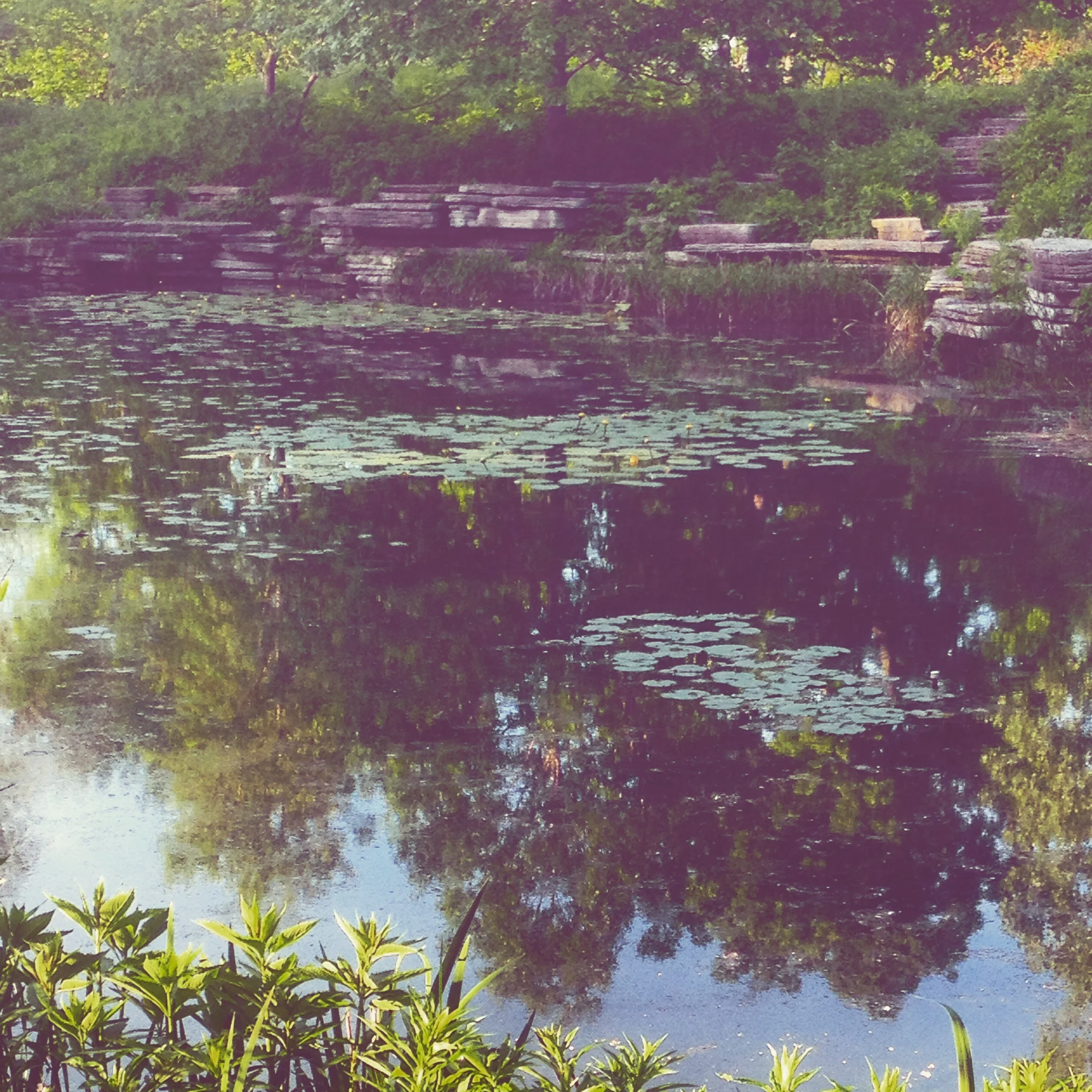 Peaceful Oasis