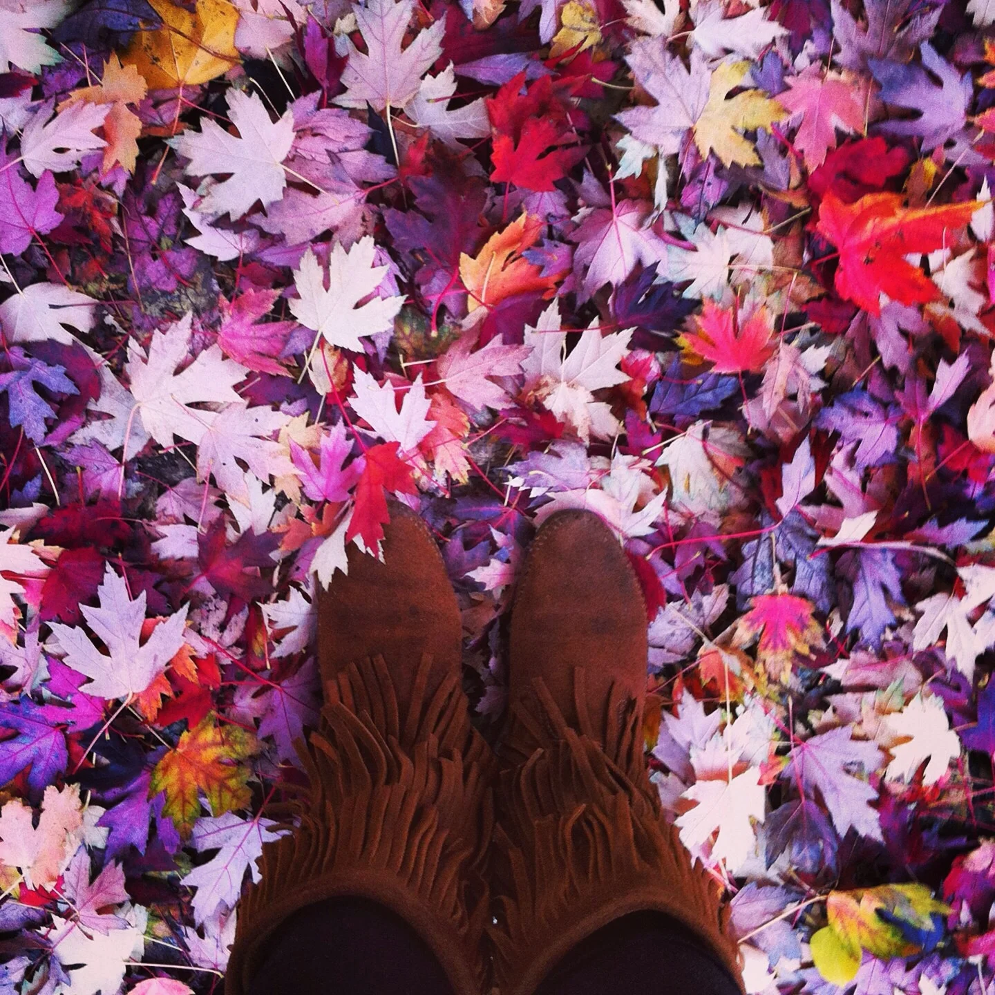 Fall Walk