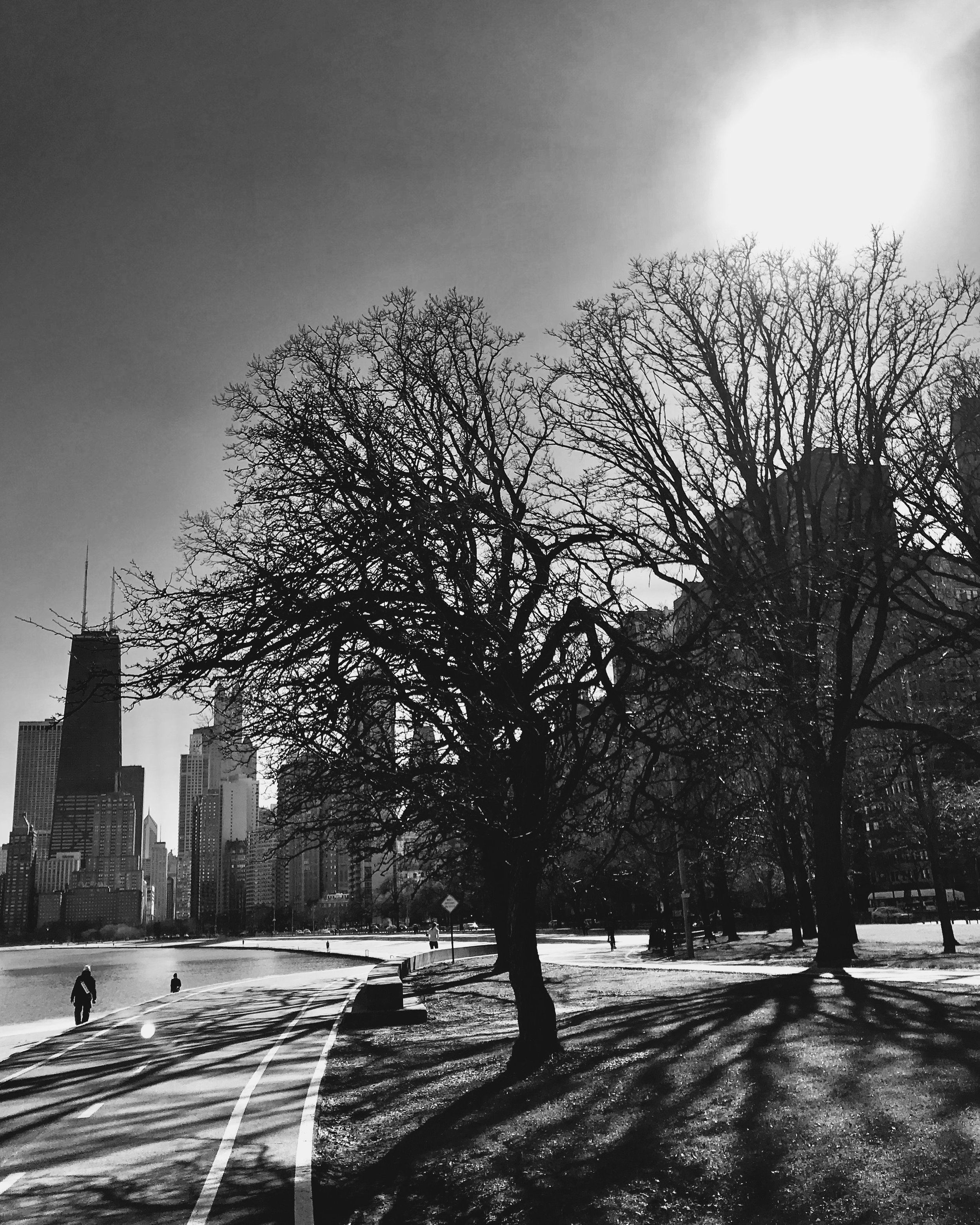 Tree Shadows